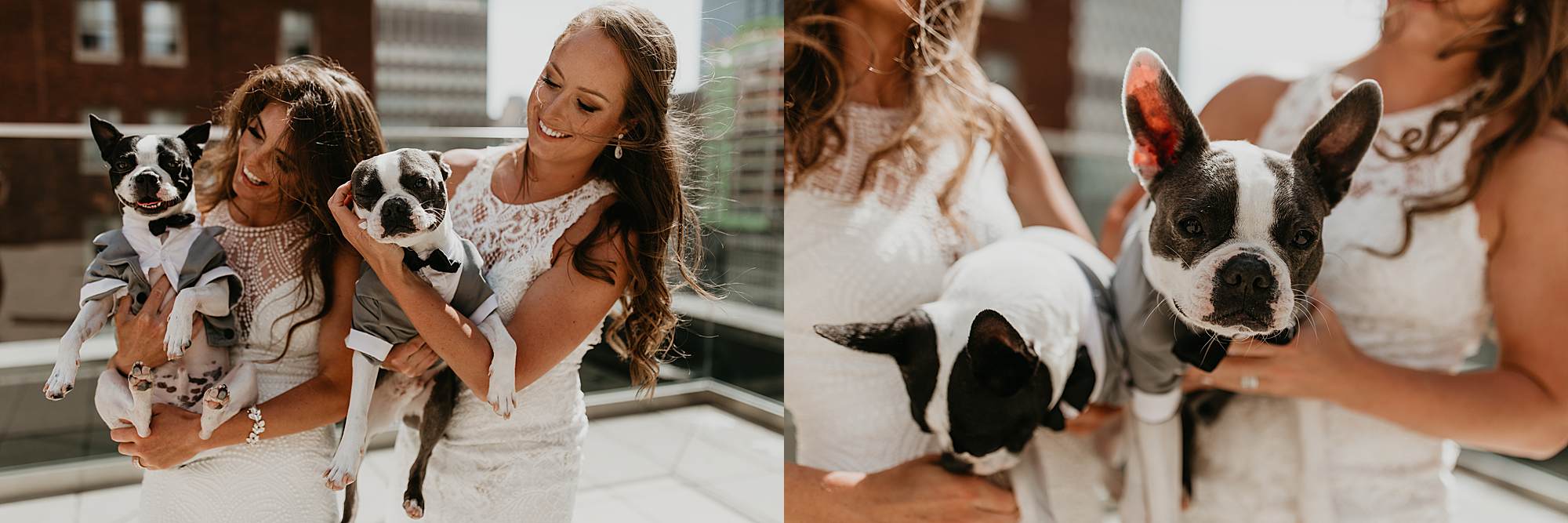 PIttsburgh Wedding Photography, Pittsburgh Gay Wedding, Dogs in suits